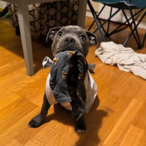 Microchipped Pitbull Puppies | Atlas