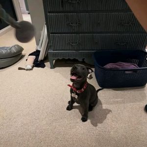 Adopt a Pitbull Puppy | Buddy