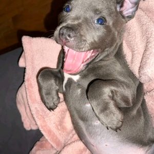 Adopt American Pitbull Terrier | Max