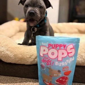 Buy American Pitbull Puppies - Sadie