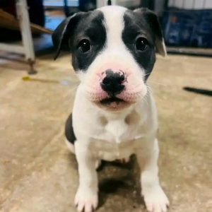 Purchase American Pitbull Puppy – Daisy