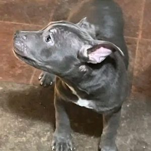 Blue Nose Pitbull Puppies for Sale