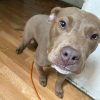 All White Pitbull Puppies for Sale