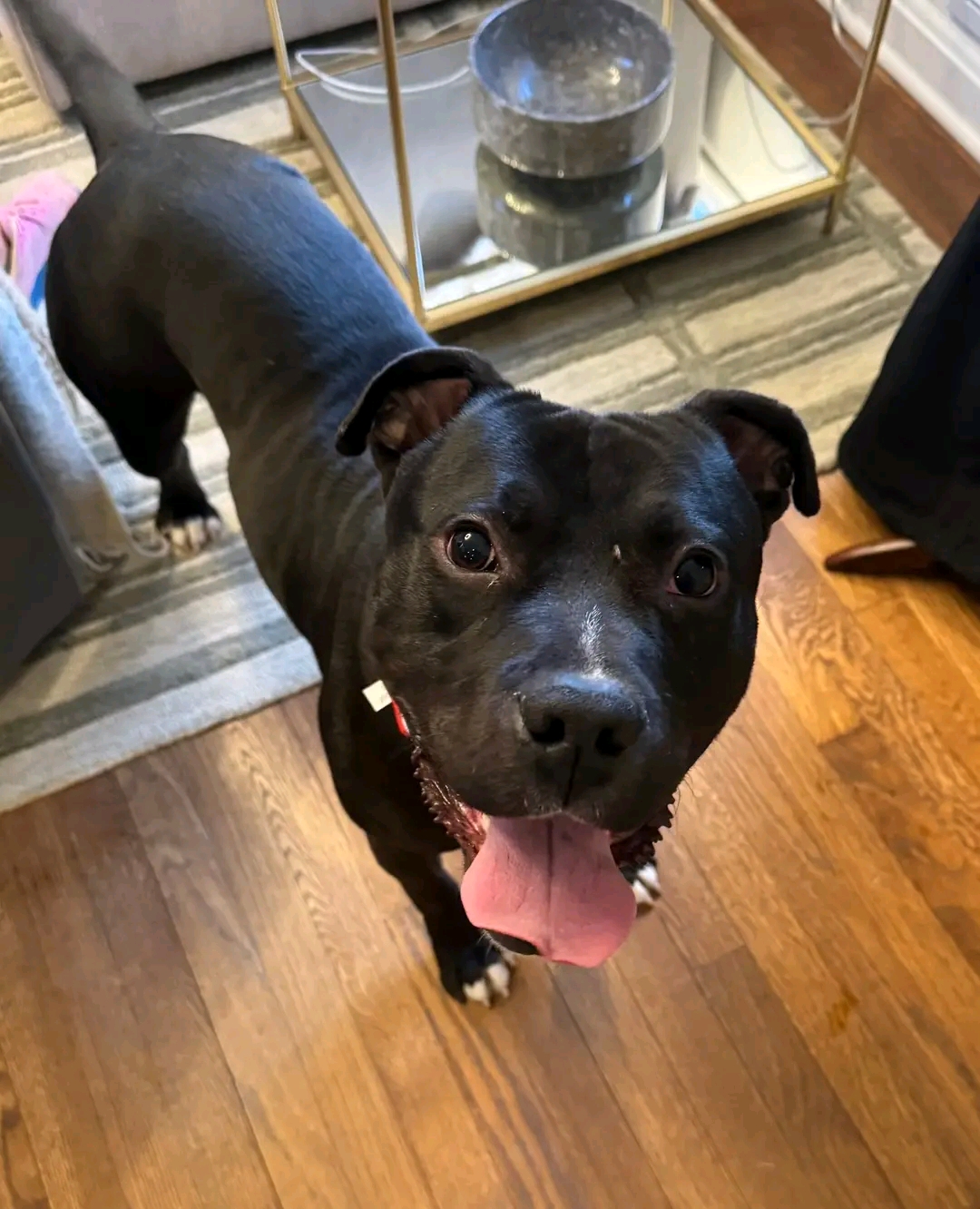 Pitbull Terrier American Staffordshire | Amber