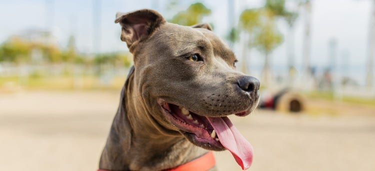 BUY AMERICAN PITBULLS ONLINE