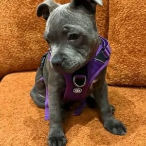 AKC Pitbull Puppies for Sale