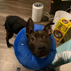 Blue Nose Pitbull Puppies for Sale – Healthy, Loyal & Family Raised