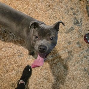 ADBA Pitbull Puppies for Sale