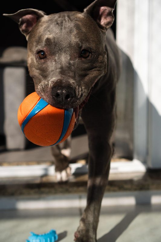 How to Care for an American Pitbull Puppy