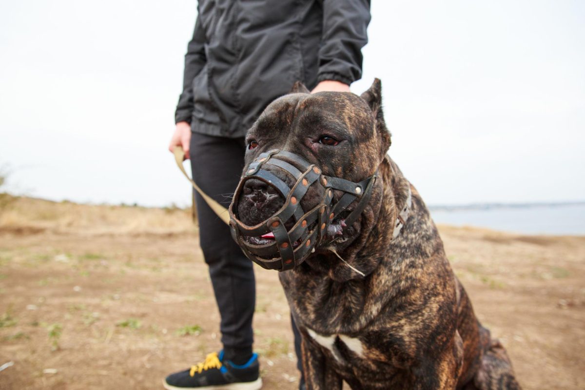 Is It Legal to Own an American Pitbull?